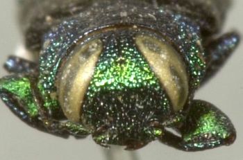 Media type: image;   Entomology 2708 Aspect: head frontal view